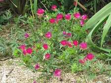 Callirhoe involucrata | Purple Poppy Mallow | 20 Seeds