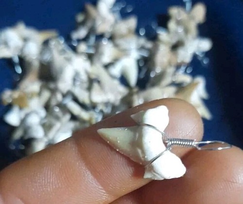 100 Stück ZAHN ECHTER HAI HALSKETTE FOSSIL ANHÄNGER MEGALODON Fossil Marokko Hai - Bild 21 von 22
