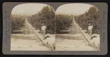 Irrigating endless avenues of orange trees Redlands California c1900 Old Photo