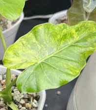 Alocasia Gageana Aurea Sprouted Corm - First Leaf