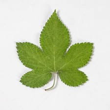 12PCS Real Pressed Dried leaf with stem, floral supply for art, candle FSS55