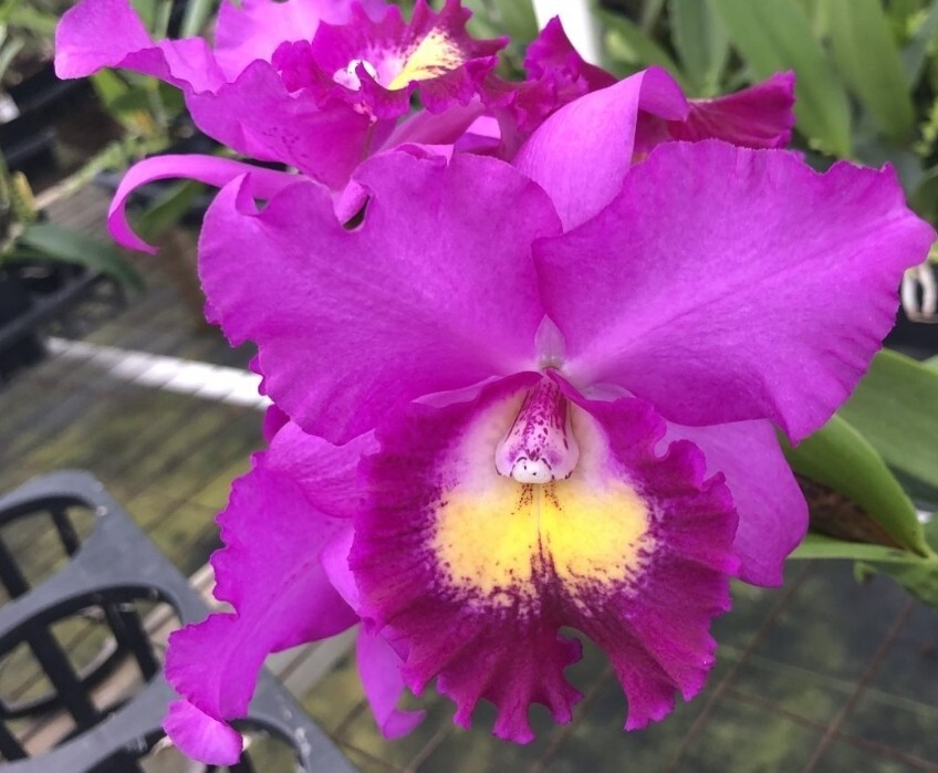 Chz. Hsinying Pink Doll 'Pink Doll' BM/TOGA. Blooming size awarded