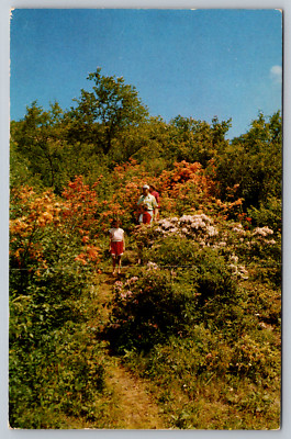 Flame Azalea Mountain Laurel Blue Ridge Mountains Va Postcard