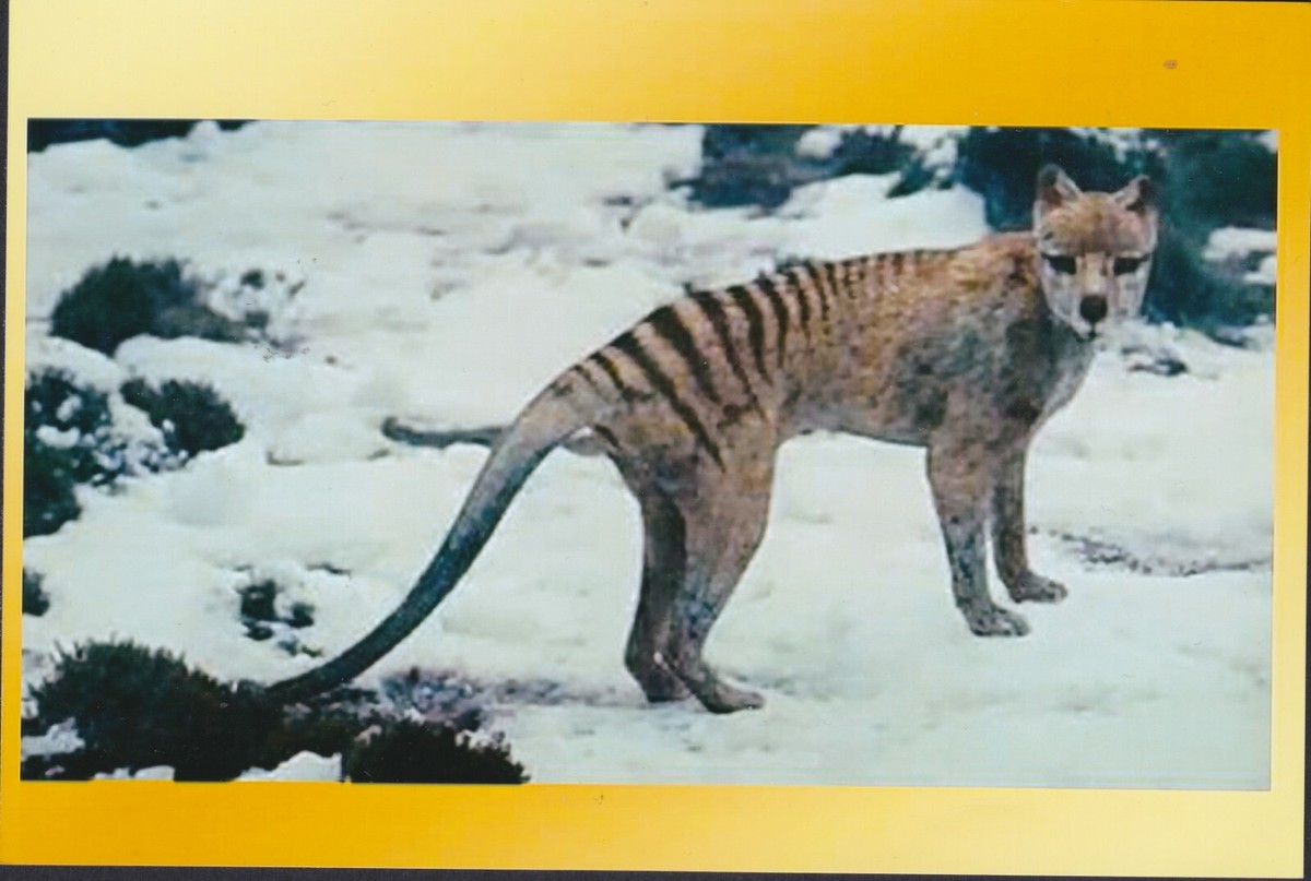 Extinct Tasmanian Tiger Thylacine Animal Australia Postcard Size