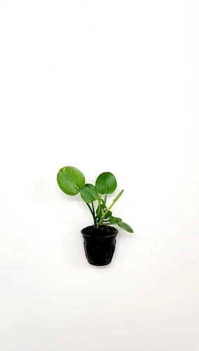 Water Poppy Pond Plant - Thumbnail 3