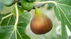 100+ Flanders Fig Seeds for Garden Planting - Usa - Free Shipping!