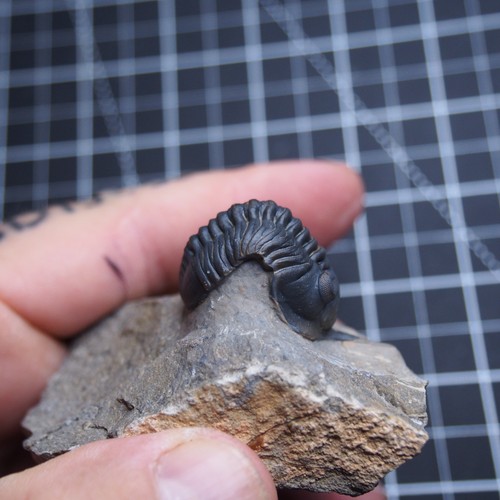 Morocconites malladoides Trilobite Devonian Trilobiten Arthropods - Picture 11 of 23