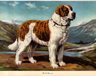 1942 Antique Saint Bernard Print Edwin Megargee Dog Art Illustration 6763s