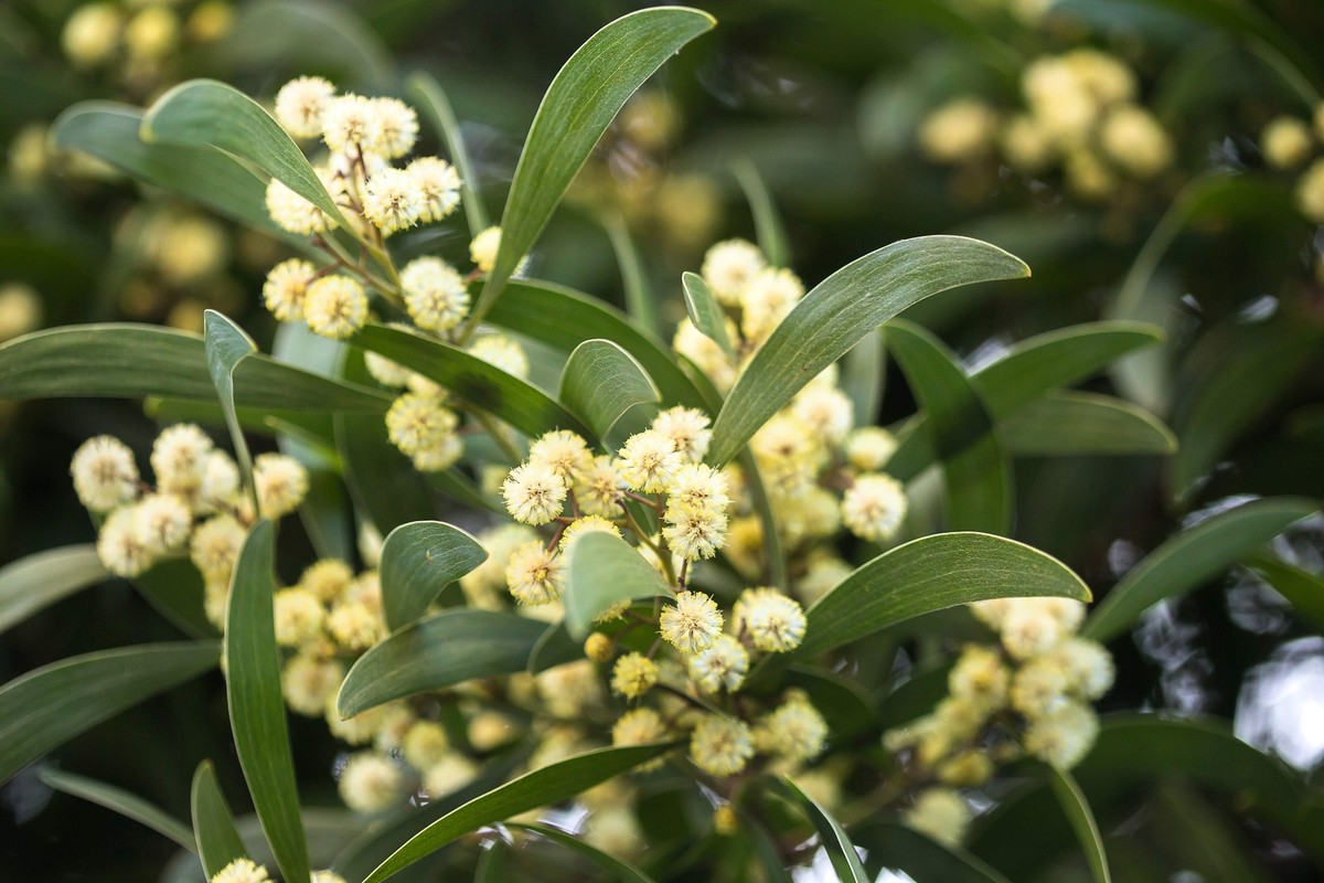 20 AUSTRALIAN BLACKWOOD TREE Black Acacia Melanoxylon Wattle