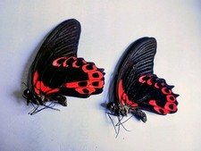 2 Papilio Rumanzovia male,  A1 from Philppines..SEE PHOTO.