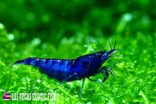 20+2  Blue Dream Shrimp Neocaridina Shrimp + FREE SHIPPING
