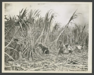 VINTAGE PRESS PHOTO / SUGAR CANE INDUSTRY - FIELD / PUERTO RICO  1940's #2