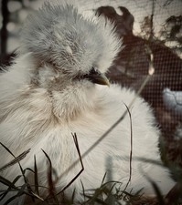 6  Kids Choice Hatching Eggs silkie & polish  (chance of polkies)   