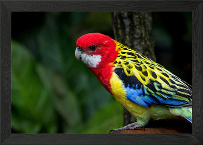Red and Yellow Bird Framed Wall Art Poster Canvas Print Picture