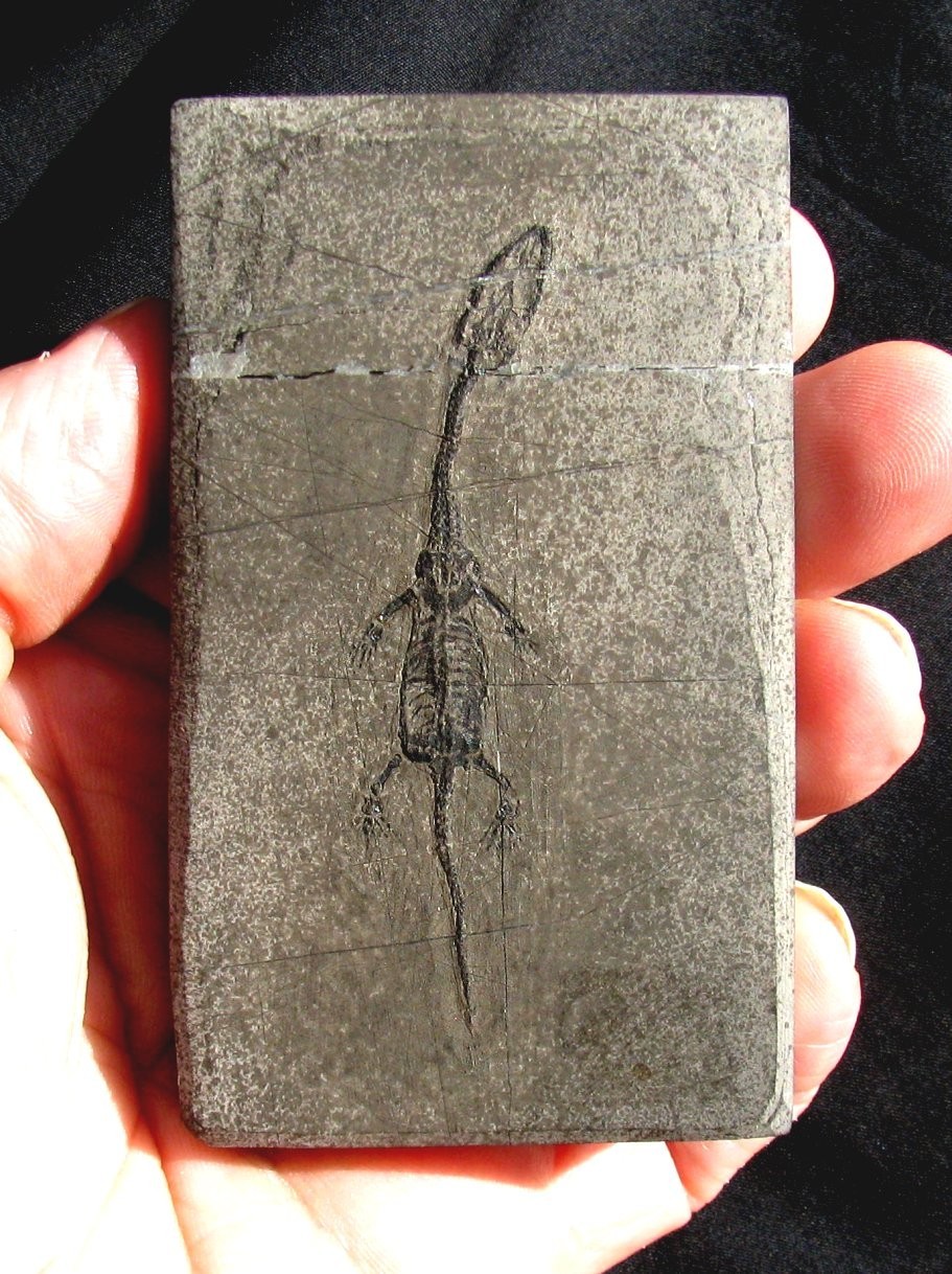 COMPLETE BABY KEICHOUSAURUS DINOSAUR-LIKE REPTILE, JUVENILE - IT'S A REAL ONE!