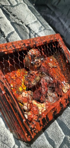 RITUAL HAUNTED VESSEL Dybbuk Inspired Caged Doll One-of-a-Kind Dark Occult Art - Picture 7 of 23