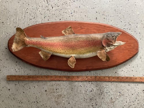 Vintage 24" Trout Mounted on 30" Backboard - Picture 2 of 6