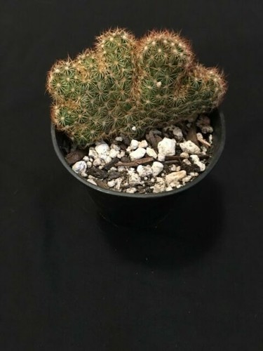 A34-260. Mammillaria theresae v. albiflora, 3 pieces (Grafted) | eBay