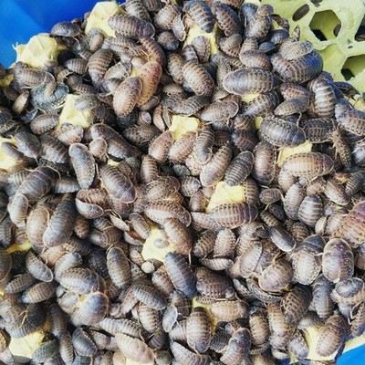 Dubia Roaches - Small, Medium, Large, XL - Live Feeders, Ships Same Day Free