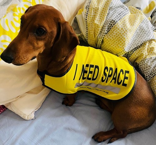 Chaleco para perro amarillo Reino Unido "necesito espacio" para perros nerviosos ansiosos que necesitan espacio - Imagen 39 de 53