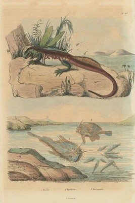 Gefiederter Basilisk. Baudroie (Seeteufel). Batrachoides (Pacuma Krötenfisch) 1833