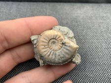 Amaltheus sp Fossil Ammonite, Jurassic Coast, Eype, Dorset, England