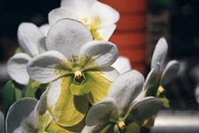 Vanda sanderiana var. alba 2" pot SPECIES NICE PLANT