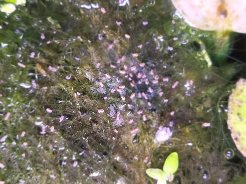 150+ Rare Semi-Aquatic Orange Springtails, Podura Colony With Live Aquatic Plant