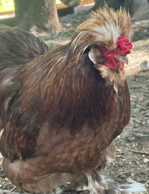 6 + 2 Silkie hatching eggs, high chance of frizzled, satin and showgirl chicks