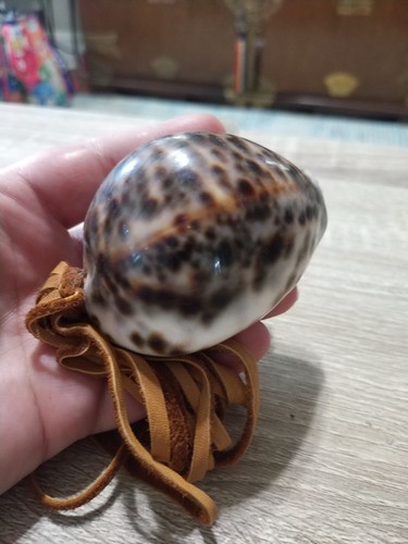 Sonaglio sciamano conchiglia di cowrie tigre leopardo fatto a mano. Nativi americani - Foto 8 di 10