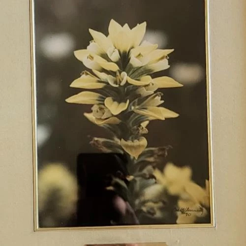 Fotografía floral arte de pared enmarcado original firmado grabado Foto 2 de 4