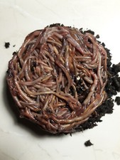   Red Wiggler Compost Worms / Ready / Live / Free Shipping /  