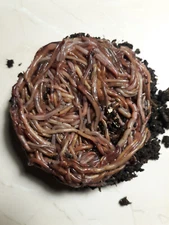 🐛Fresh Red Wiggler Compost Worms / Ready Now / Live / Free Shipping🐛