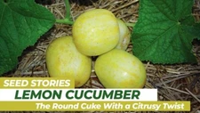 100+ Lemon Cucumber Seeds ----- Heirloom - Organic - NON GMO ---FRESH ----  RARE