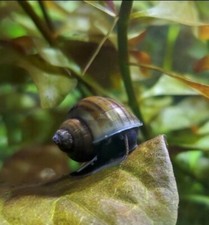 Medium Size Brown Mystery Snails 20-30