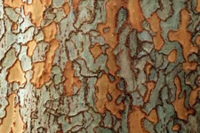 Chinese Corkbark Elm Tree Seeds for Planting (30 Seeds) - Exotic Bark Coloring -