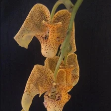 Coryanthes elegantium Large Dramatic Fragrant Flowers Orchid Species 4” RePot