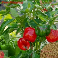 California Wonder Sweet Bell Pepper Seeds | NON-GMO