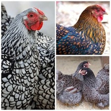 10 Purebred eggs: AYAM CEMANI, Silver/Gold Laced Wyandotte  olive eggers .