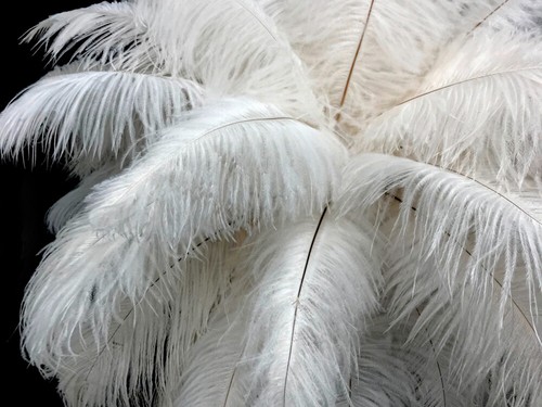10 Pieces 6-8" Off White Ostrich Drab Body Feathers Halloween Mask costume Party - Imagen 5 de 12