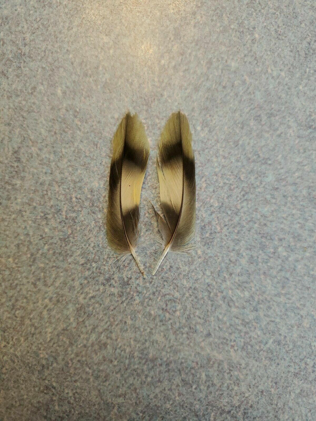 Picture 1 of 1