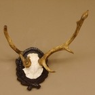 Daim Anormal Bois H 39 CM Plaquette de Trophée Barrage Cerf Corne de Cerf 72.470