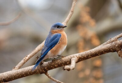 Zoo  Wildlife  Rotkehl-Hüttensänger  Postkarte Eastern Bluebird    Postcard
