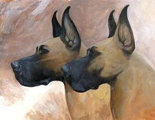 Great  Dane heads print by Martha Van Loan 8 x10