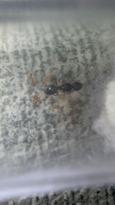 Pheidole navigans Queen Ant Colony with Workers and Brood (feeder)