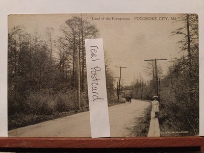 Vintage Postcard. Land Of The Evergreens. Pocomoke, Maryland 1911 (P1)