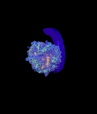 WYSIWYG Rainbow Ricordea Live Frag Soft Coral for Saltwater Reef Aquarium