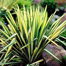 Yucca Yucca filamentosa Palmlilie Golden Sword 1 St.