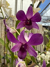 Dendrobium Irish Purple orchid