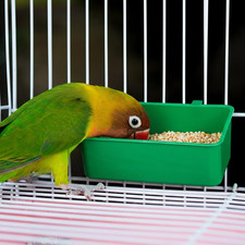 14 Pcs Bird Plastic Feeder, Seed Food Feeding Cup for Poultry Pigeon Parrot P...